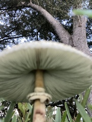 Lycoperdon marginatum