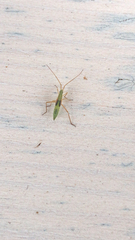 Trigonotylus caelestialium