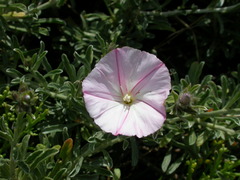 Convolvulus oleifolius