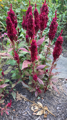 Amaranthus cruentus