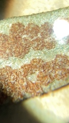 Pyrrosia rupestris