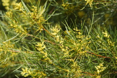 Acacia mucronata longifolia
