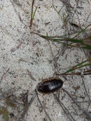 Blaberidae