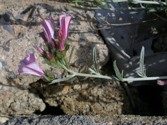 Convolvulus oleifolius