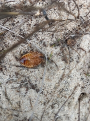Blaberidae