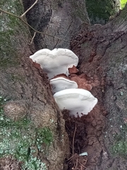 Ganoderma applanatum