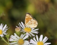 Phyciodes pulchella