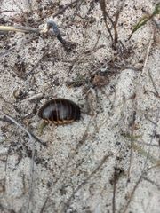 Blaberidae