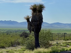 Yucca faxoniana