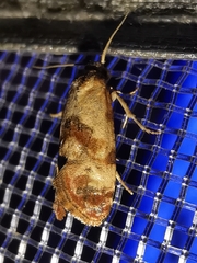 Neocochylis millierana