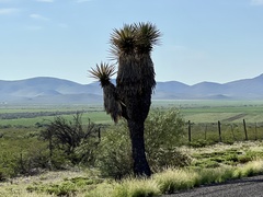 Yucca faxoniana