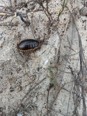 Blaberidae