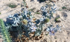 Eryngium maritimum
