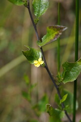 Goodenia ovata
