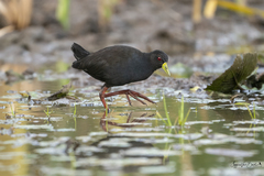 Zapornia flavirostra