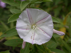 Convolvulus fruticulosus fruticulosus