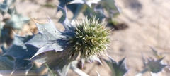 Eryngium maritimum