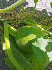 Cucurbita pepo