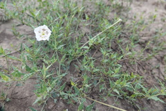 Acleisanthes longiflora