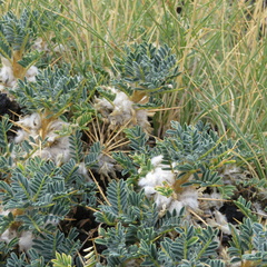 Astragalus siculus