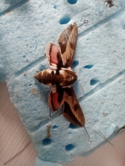 Hyles euphorbiae