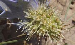 Eryngium maritimum