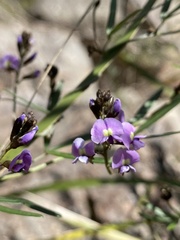 Glycine clandestina