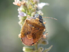 Rubiconia intermedia