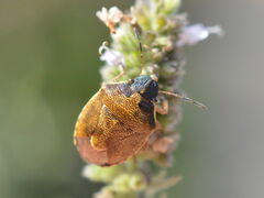 Rubiconia intermedia