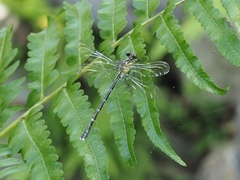 Leptogomphus sauteri formosanus