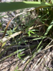 Glycine clandestina