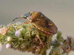 Rubiconia intermedia