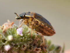 Rubiconia intermedia