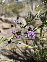 Glycine clandestina