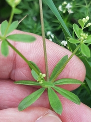 Galium mollugo