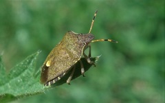 Peribalus strictus