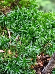 Atrichum undulatum