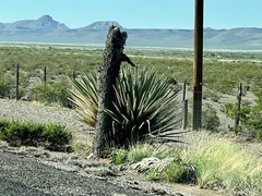 Yucca faxoniana