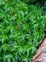 Atrichum undulatum