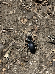 Carabus purpurascens