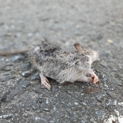 Rattus norvegicus