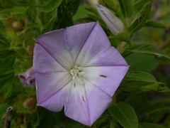 Convolvulus fruticulosus fruticulosus