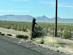 Yucca faxoniana
