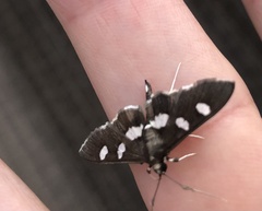 Desmia funeralis