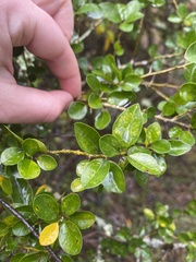 Maclura cochinchinensis