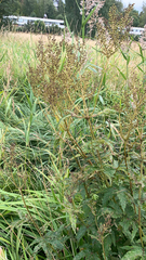 Filipendula