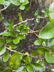 Maclura cochinchinensis