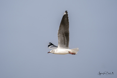 Chroicocephalus cirrocephalus