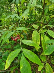 Sambucus sibirica