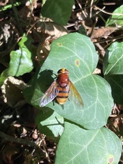 Volucella zonaria